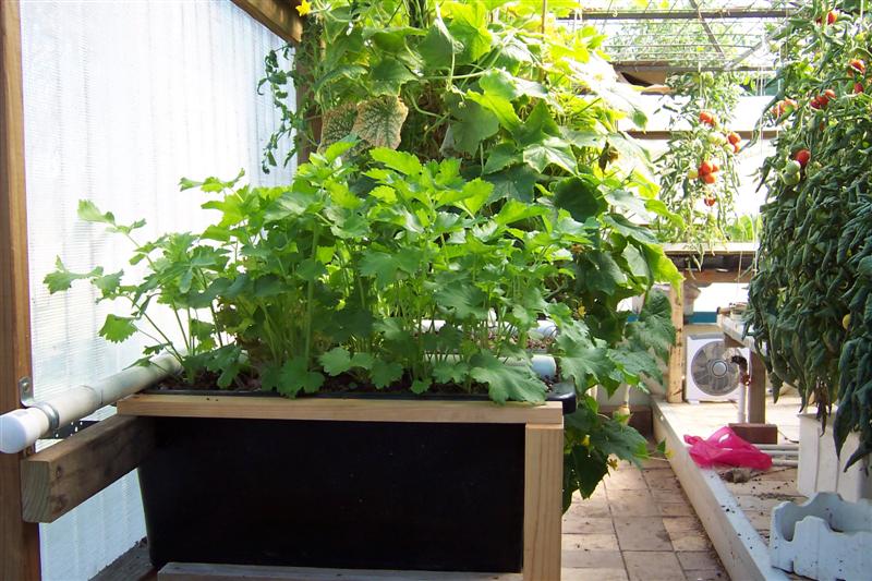 parsnips cucumbers & toms in background (Medium).JPG