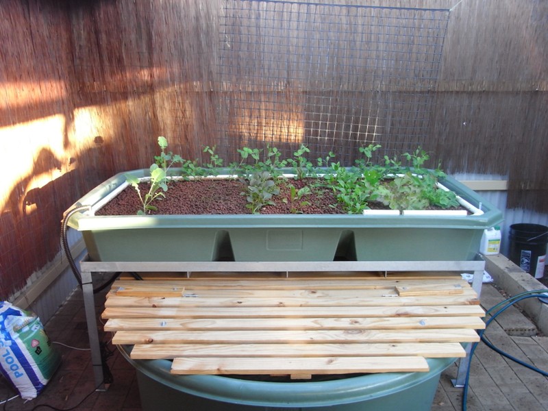 backyard_280512 002resize.jpg