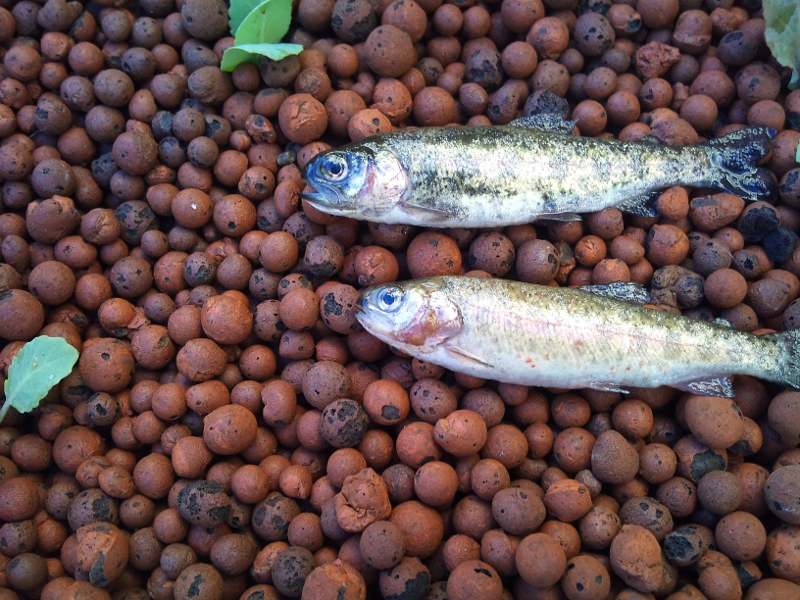 DSC_0604 (800x600).jpg