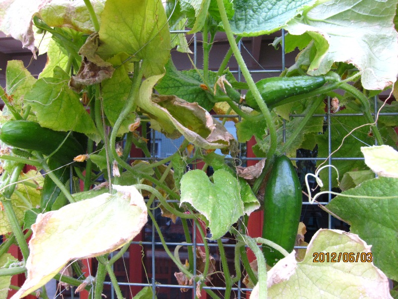 cucumber1.JPG