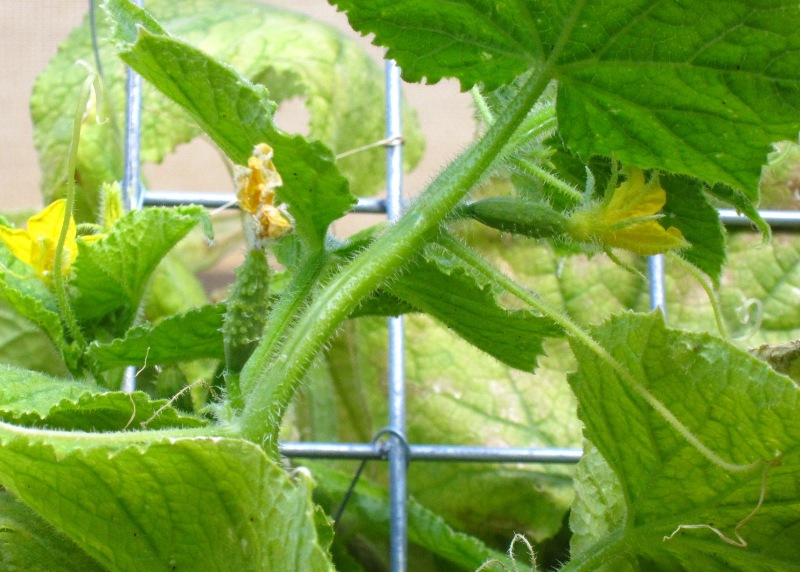 cucumber2.JPG