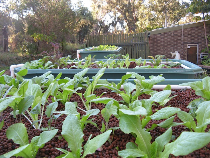 aquaponics 4 weeks old.JPG