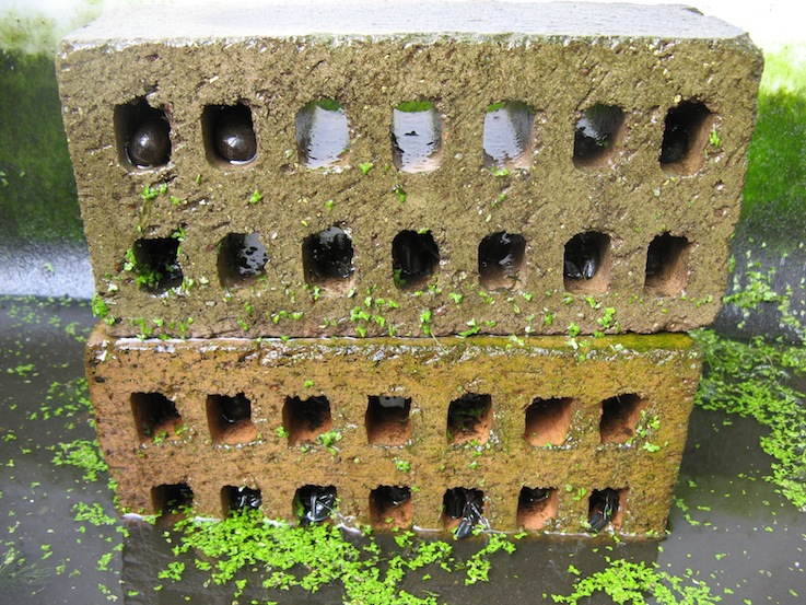 multistorey yabbies.JPG