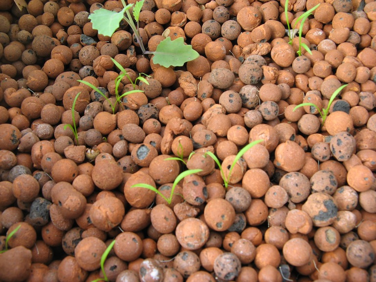 seeds sprouting.JPG