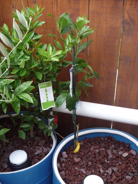 054 lemon tree.jpg