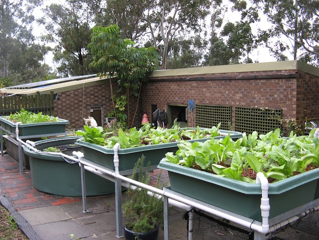 aquaponics 5 weeks.JPG