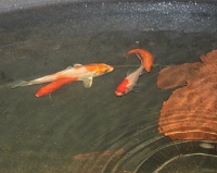 6.8.12 FISH 2.jpg