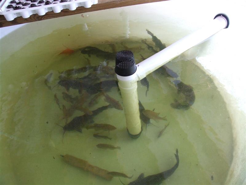 Fish Moved (Medium).JPG