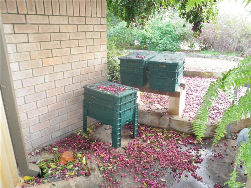 P6110270 (Custom).JPG