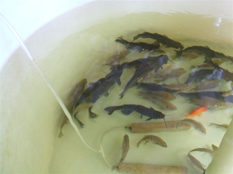 Still alive next day (Medium).JPG