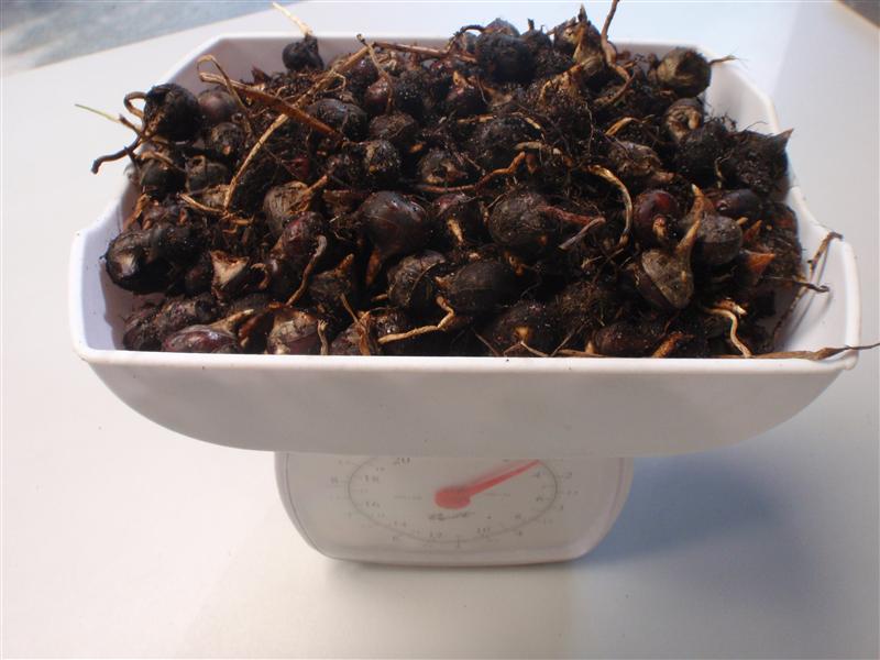 P6220219 (Custom).JPG