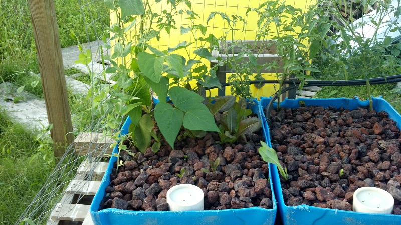 06-21 new growth 1.jpg