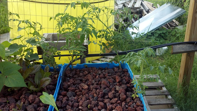 06-21 new growth 2.jpg