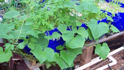 CUCUMBERS ON THEIR WAY.jpg