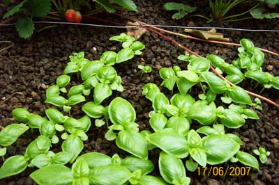 baby basil.jpg