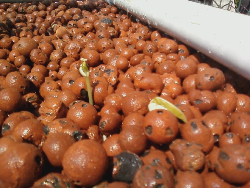 Asian Long Beans sprout-1.jpg