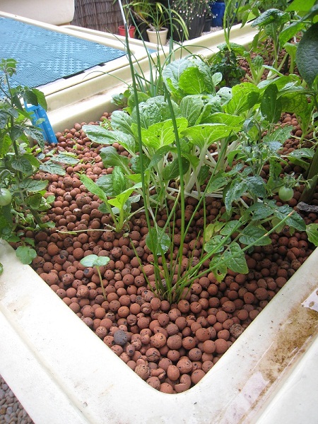 Chinese Water Chestnut 3  01_12_2010.jpg