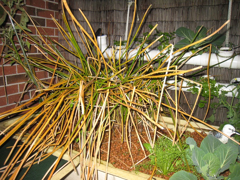 Water Chestnuts 25_06_2012.jpg