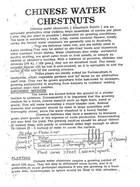 Growing Water Chestnut web.jpg