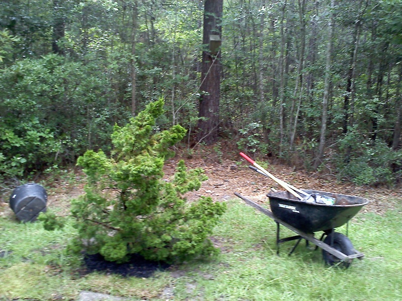 hollywood juniper.jpg