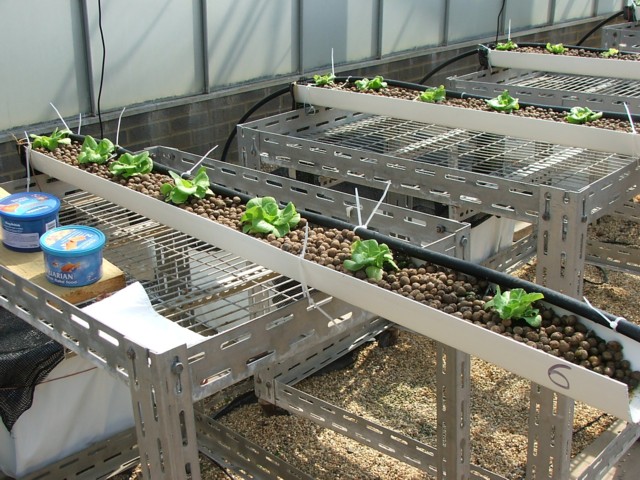 Aquaponic+Iron.jpg