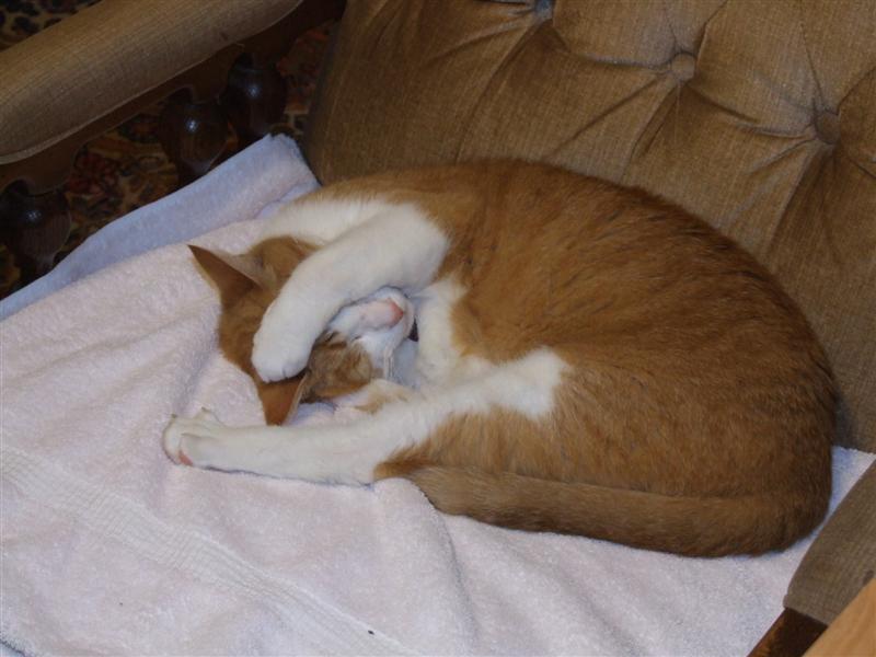 Dribbles (Medium).JPG