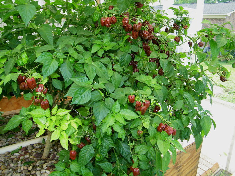 choc habs - 7-5-2012.jpg