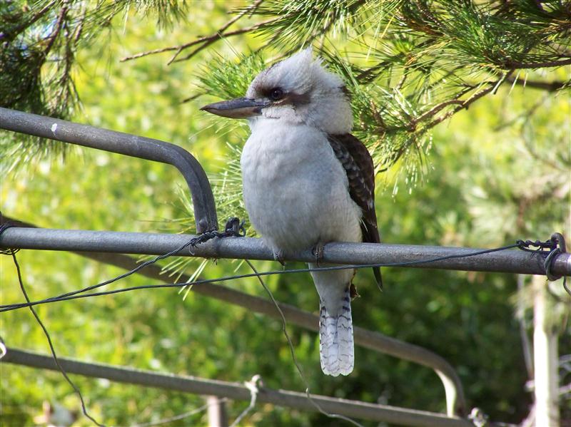 100_7170 (Custom).JPG