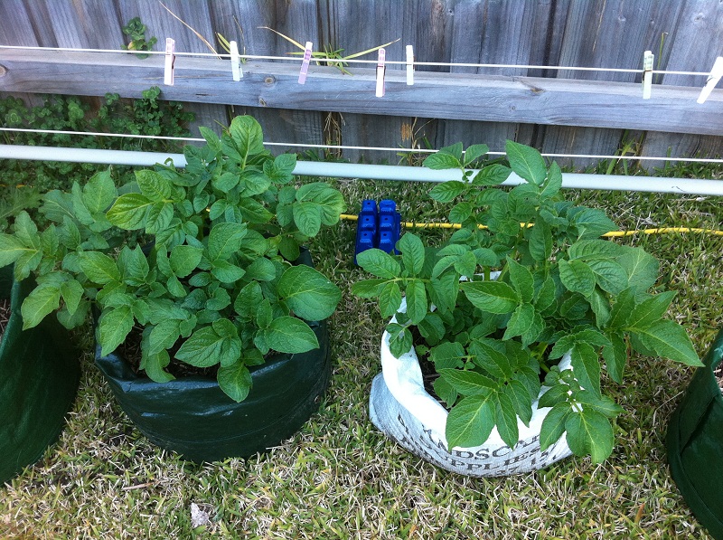 potatoegrowth09_07_2012.JPG