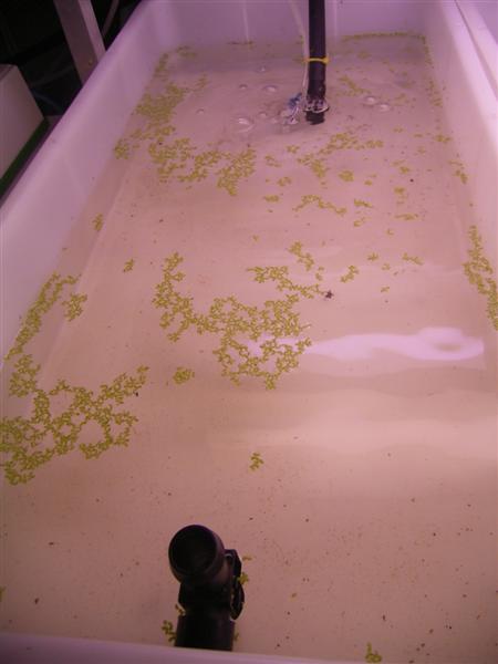 Aquaponics 3 - 30 Jul 06 (Medium).jpg