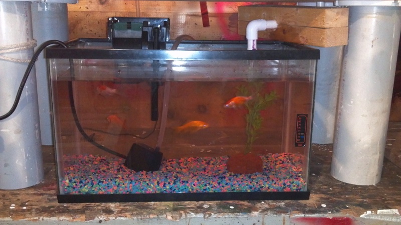 AP Aquarium 10 Gallon July 9 2012 - edited.jpg
