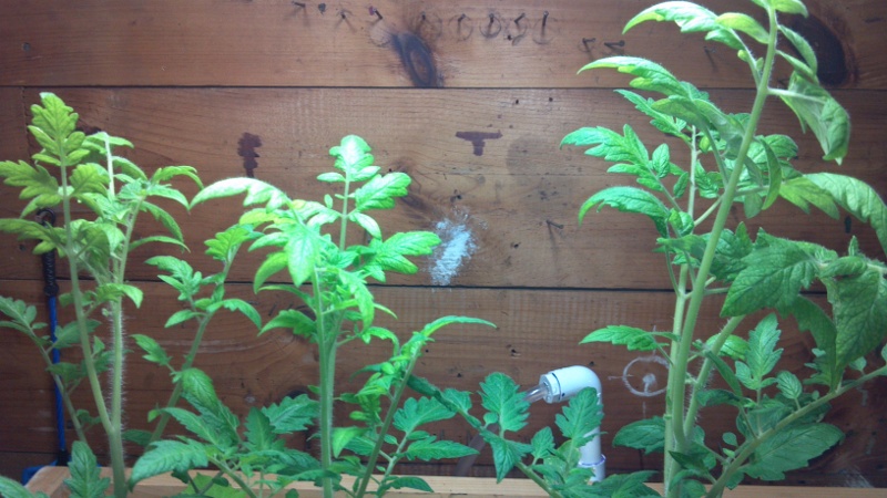 Tomato Plants - edited.jpg