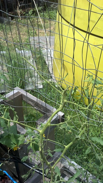 2012-07-08 Beastie Damage!!.jpg