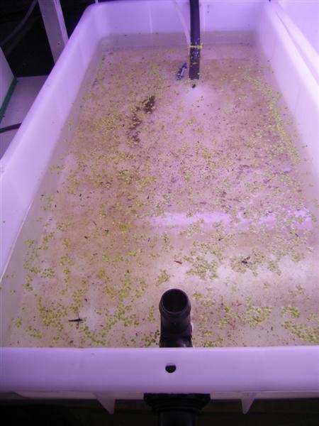 Duckweed - 22 Aug 003 (Medium).jpg