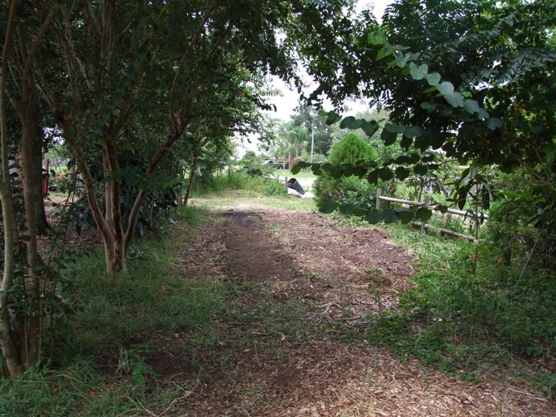 Water plant bed gone (Medium).JPG