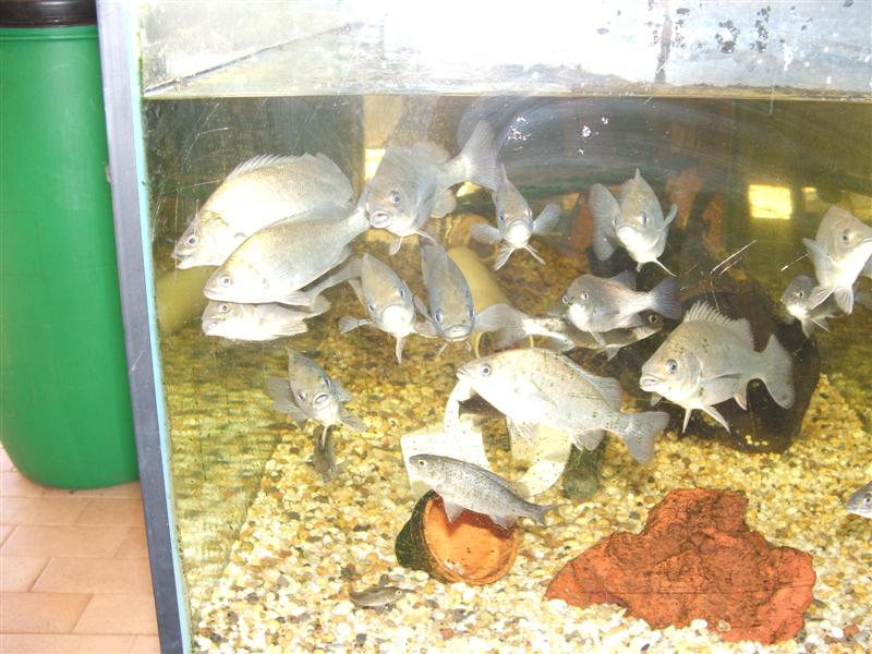 DSCF2500 (Medium).JPG