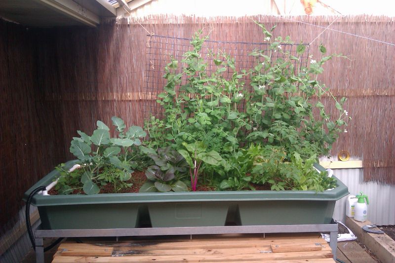 IMAG0080 (800x533).jpg