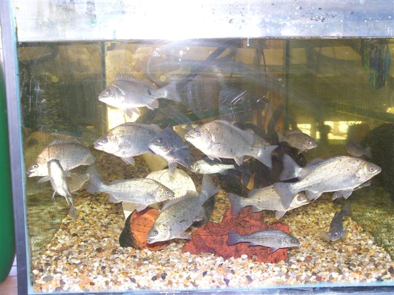 DSCF2509 (Medium).JPG