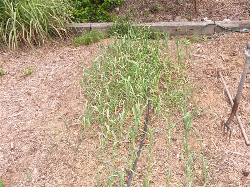 DSCF4024 (Medium).JPG