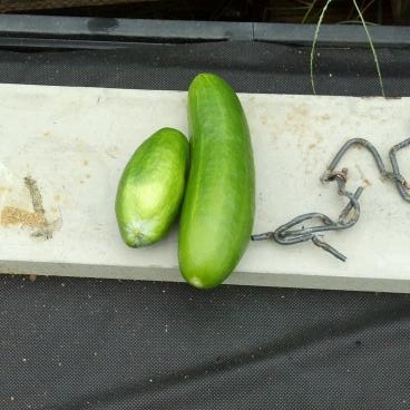 First Salad 1 2012-07-12.jpg