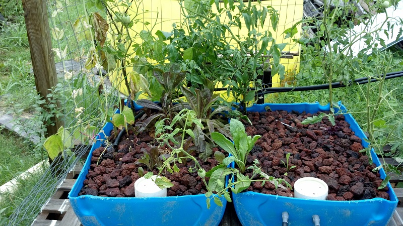 First Salad 2 2012-07-12.jpg