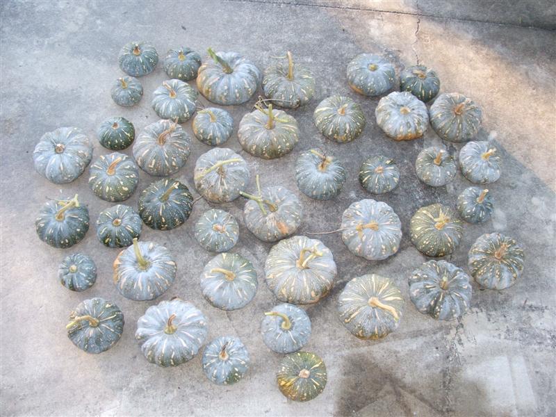 DSCF2175 (Medium).JPG