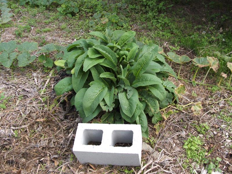 DSCF4045 (Medium).JPG