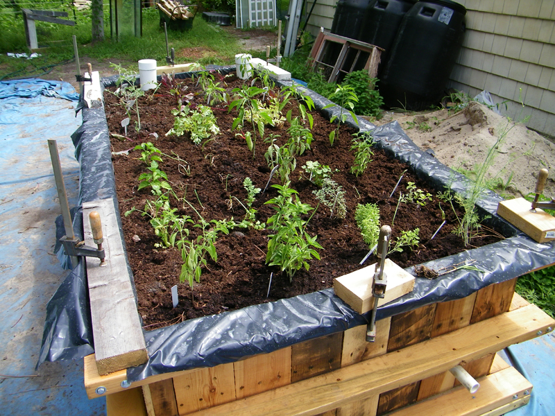 WB plants 1 7-25-2012.jpg