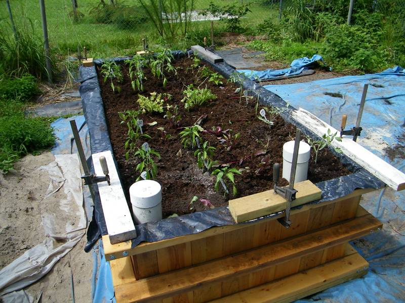 WB plants 2 7-25-2012.jpg