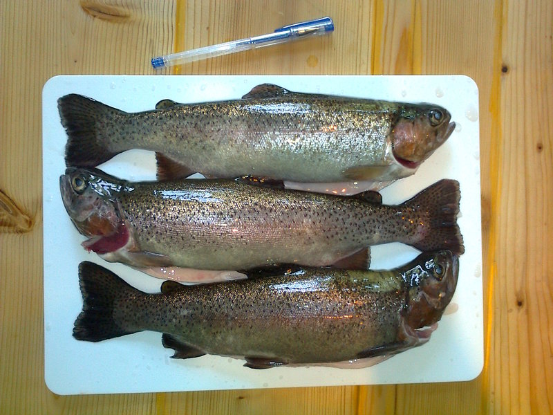 rsz_first_trout_02.jpg