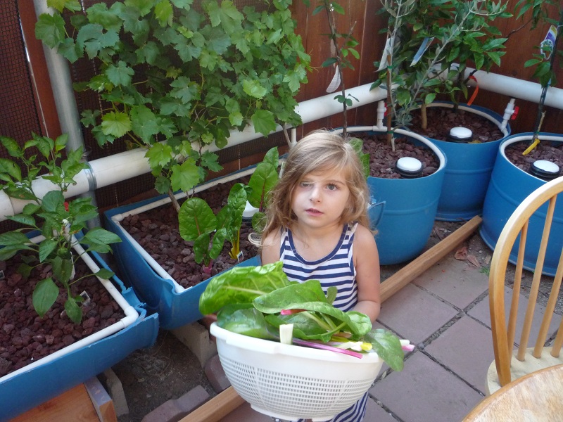 064 chard harvest.jpg