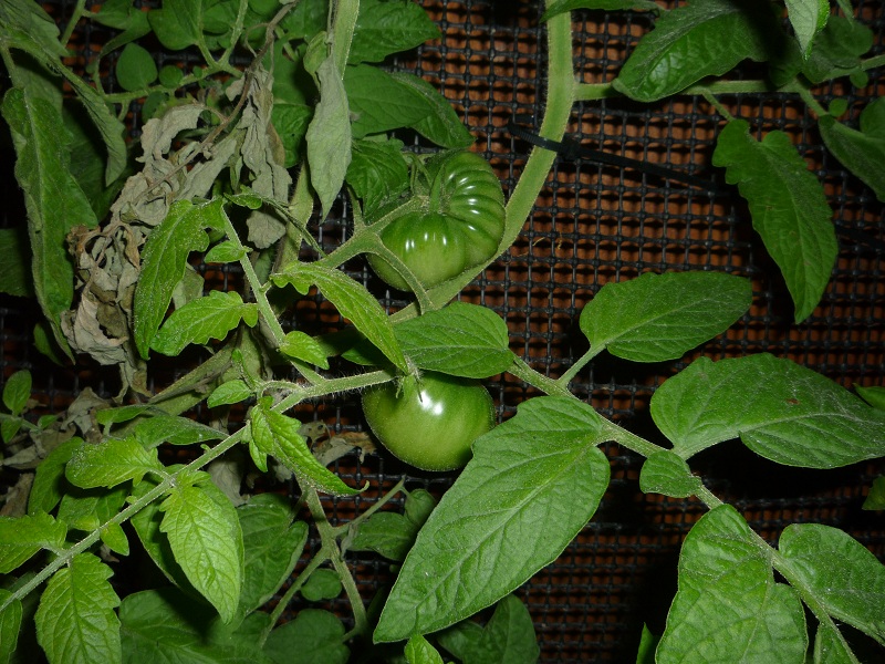 069 tomatoes.jpg