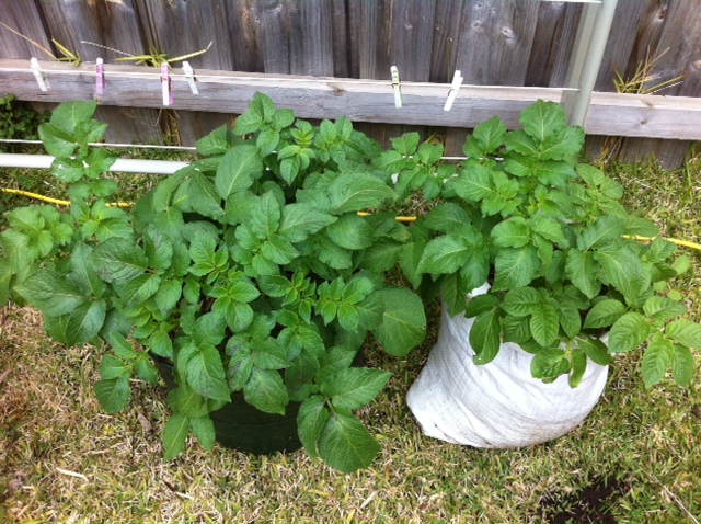 Potato_growth_23_07_2012.JPG