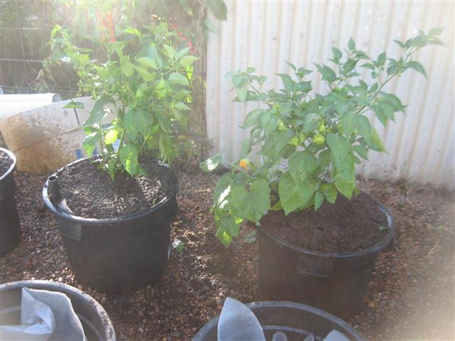 TODAY IS THE DAY 010 (Small).JPG